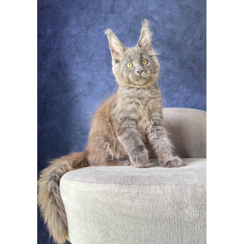 Maine Coon NOV Raskat
