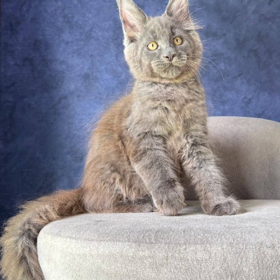 Maine Coon NOV Raskat