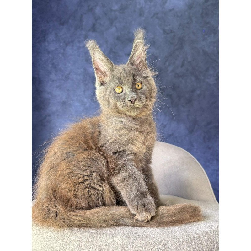 Maine Coon NOV Raskat