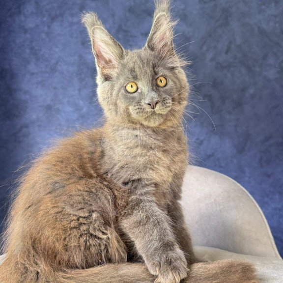 Maine Coon NOV Raskat