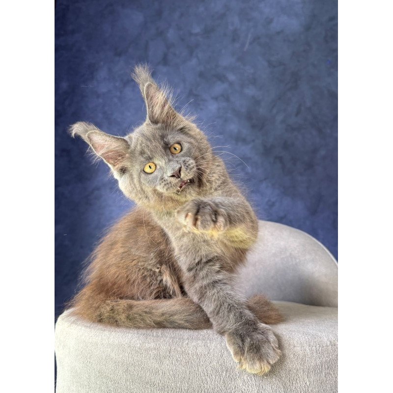 Maine Coon NOV Raskat