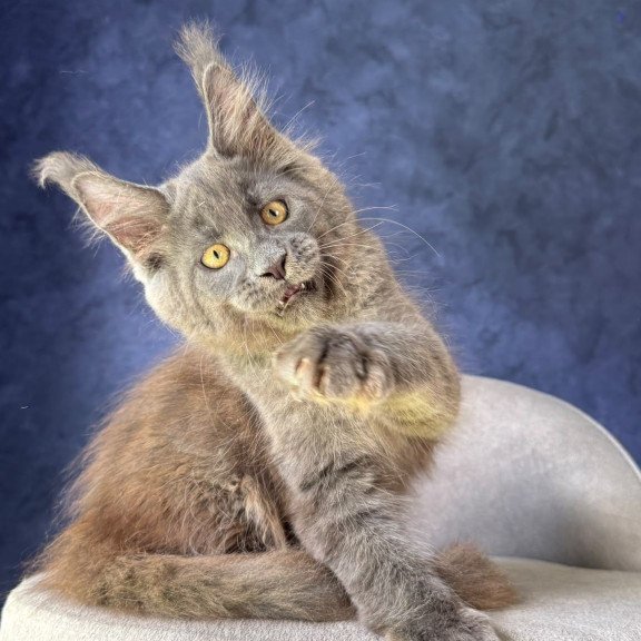 Maine Coon NOV Raskat