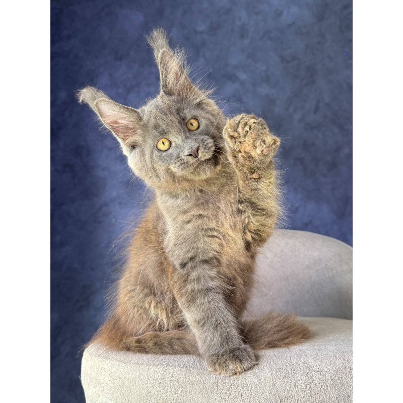 Maine Coon NOV Raskat