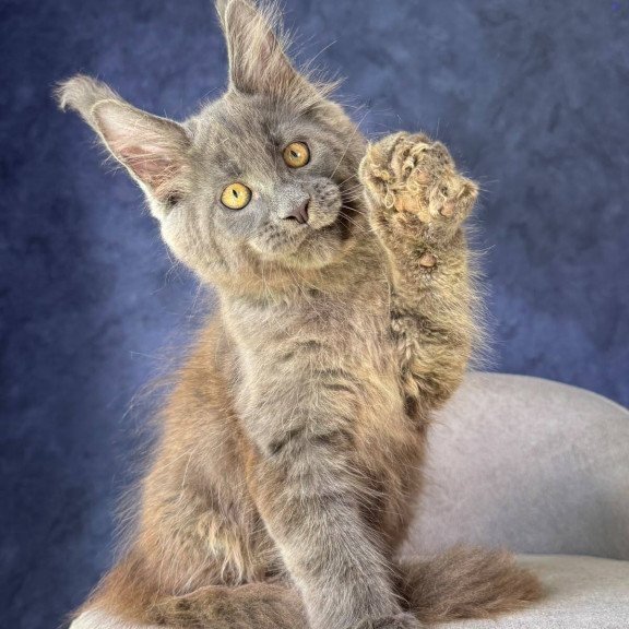 Maine Coon NOV Raskat