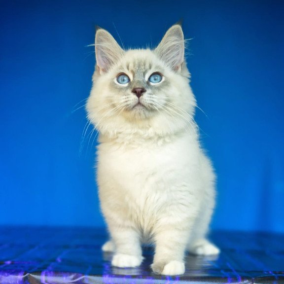 Siberian NOV Dimas