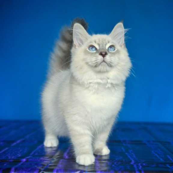 Siberian NOV Dimas