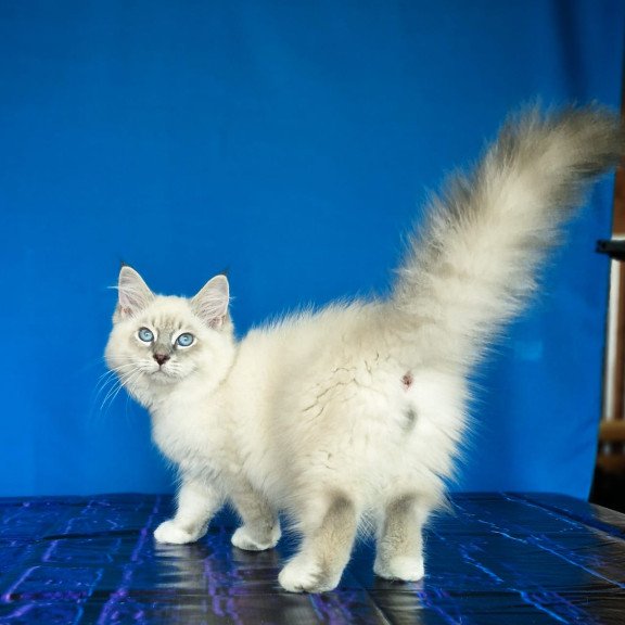 Siberian NOV Dimas