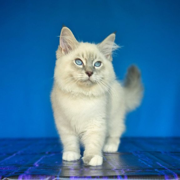 Siberian NOV Dimas