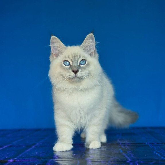 Siberian NOV Dimas