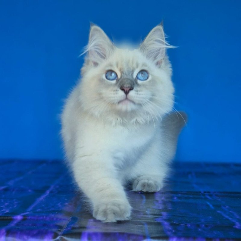 Siberian NOV Dustin