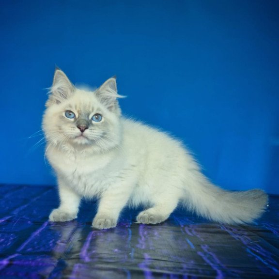 Siberian NOV Dustin