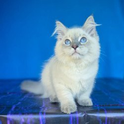 Siberian NOV Dustin