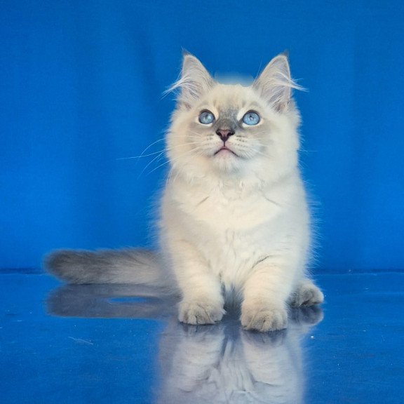 Siberian NOV Dustin