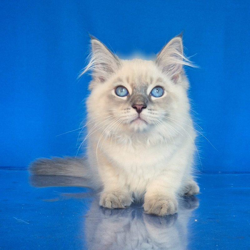Siberian NOV Dustin