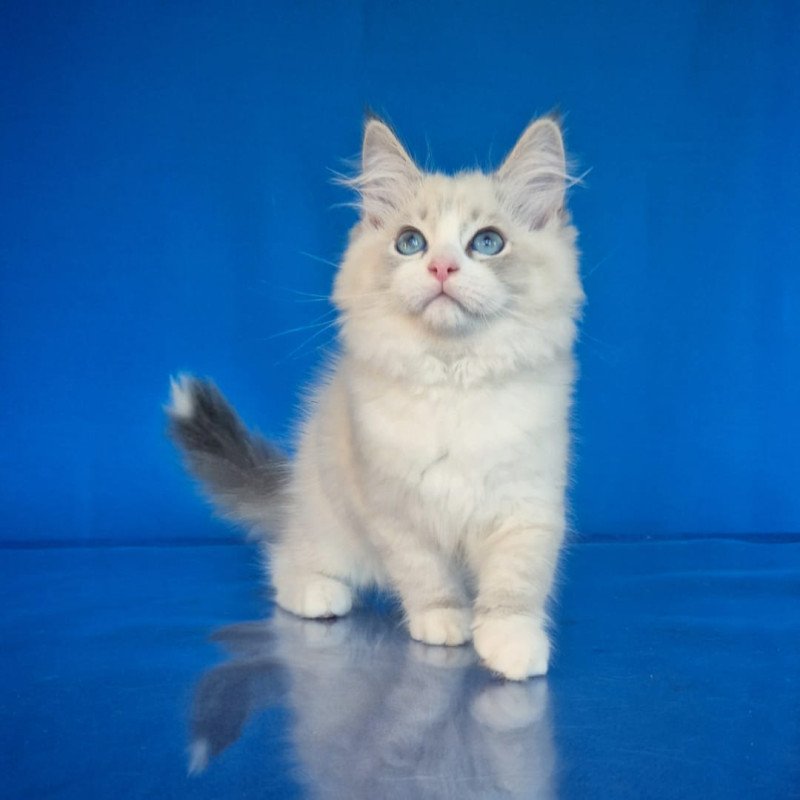 Siberian NOV Endy