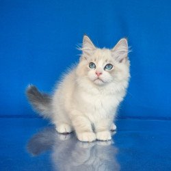 Siberian NOV Endy