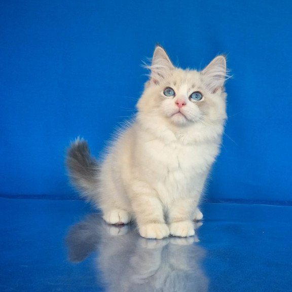Siberian NOV Endy