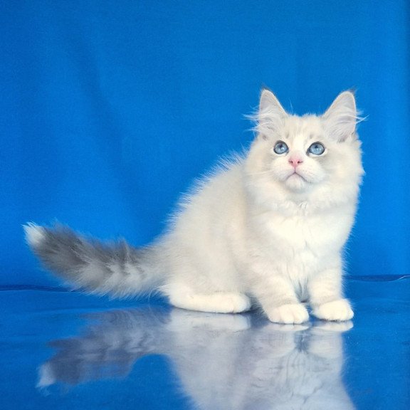 Siberian NOV Endy