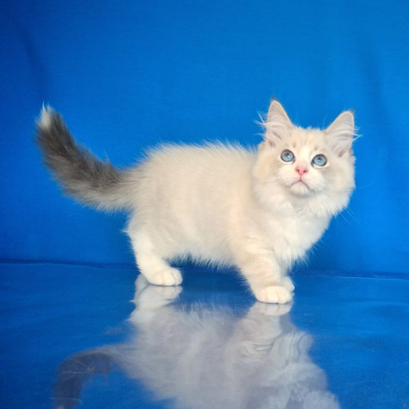 Siberian NOV Endy