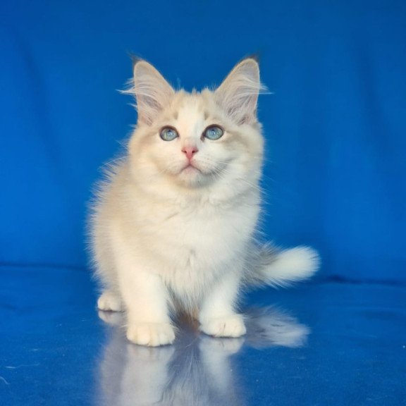 Siberian NOV Eddie