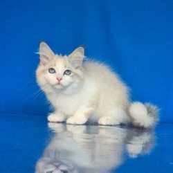 Siberian NOV Eddie
