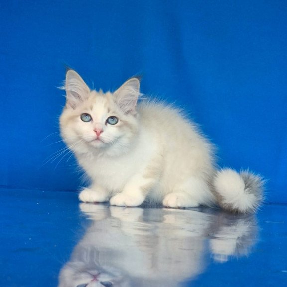 Siberian NOV Eddie