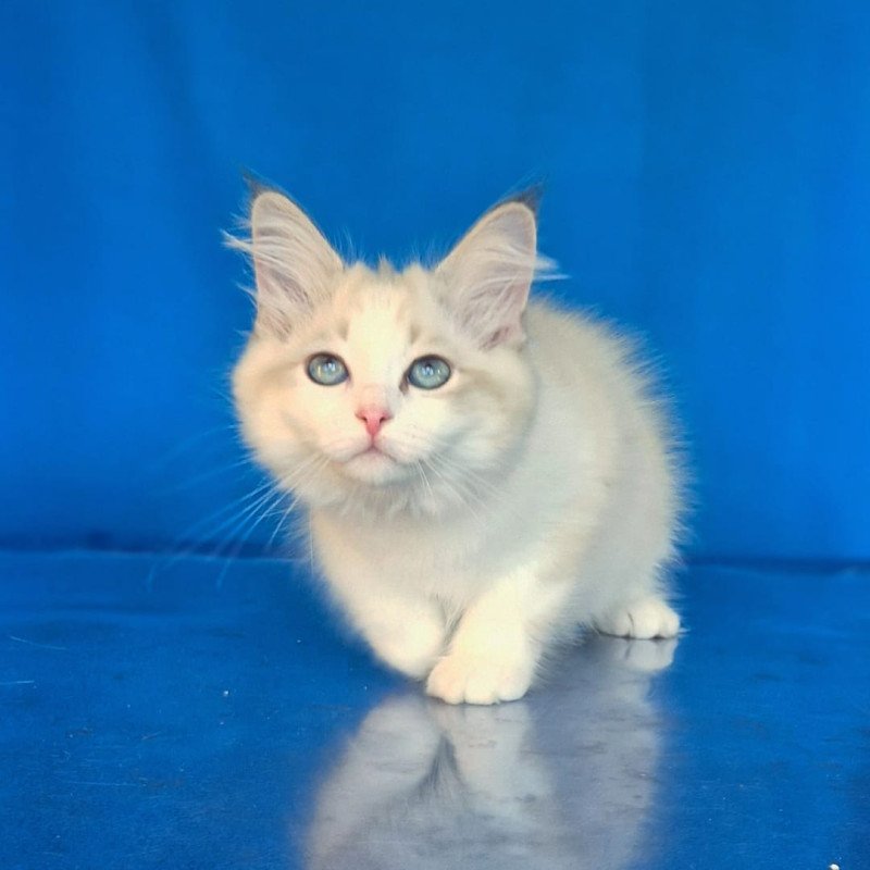 Siberian NOV Eddie