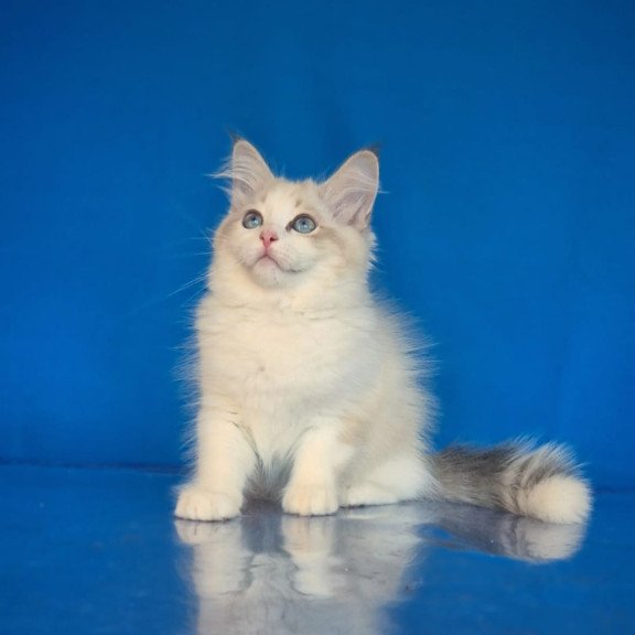 Siberian NOV Eddie