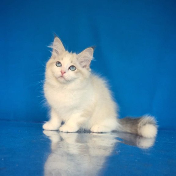 Siberian NOV Eddie