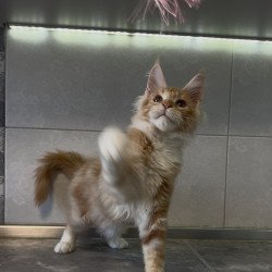 Maine Coon NOV Adam