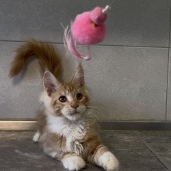 Maine Coon NOV Adam