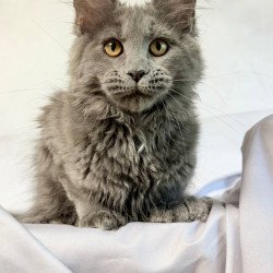 Maine Coon NOV Fablette...