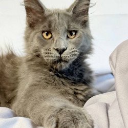 Maine Coon NOV Gatsby