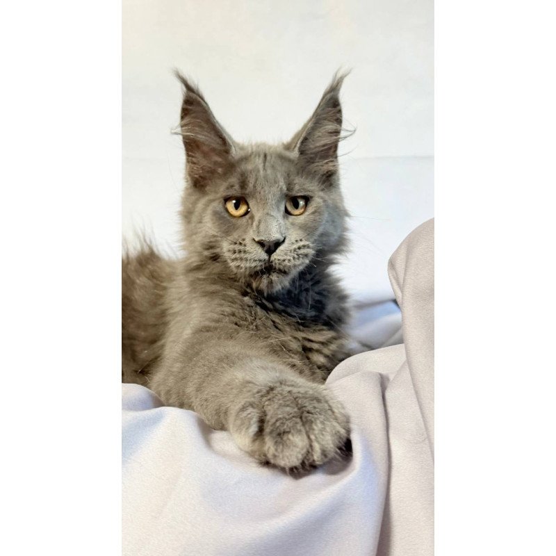 Maine Coon NOV Gatsby