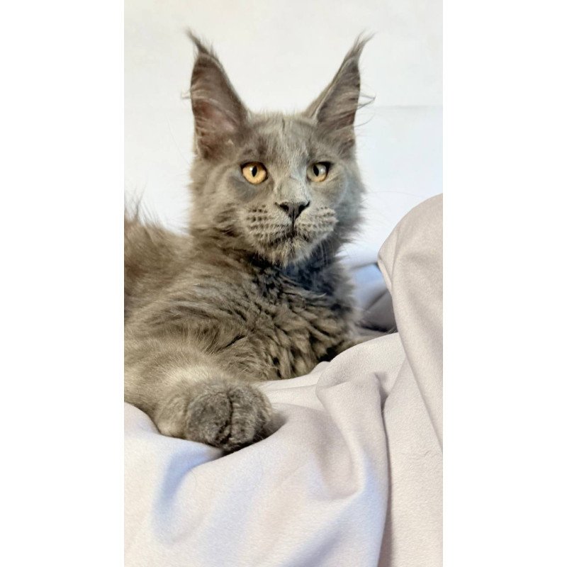 Maine Coon NOV Gatsby