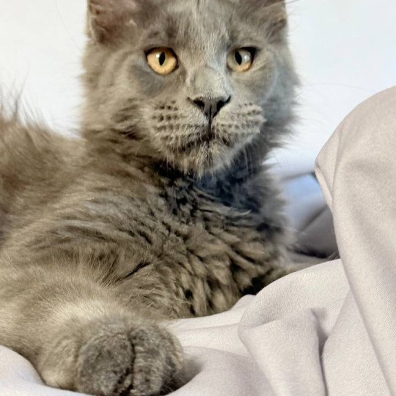 Maine Coon NOV Gatsby