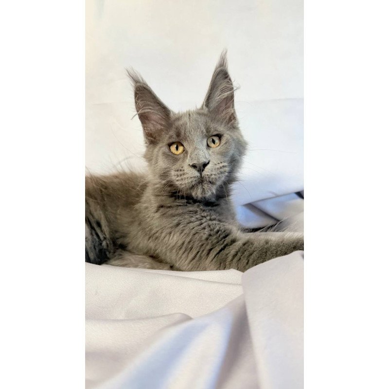 Maine Coon NOV Gatsby