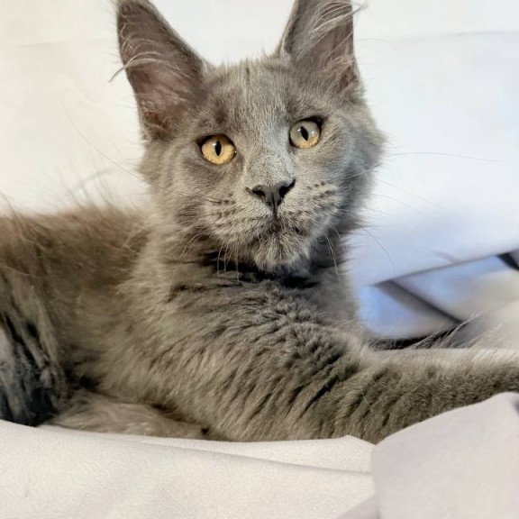 Maine Coon NOV Gatsby