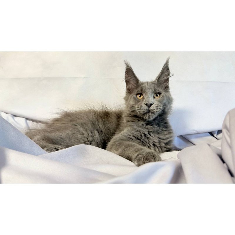 Maine Coon NOV Gatsby
