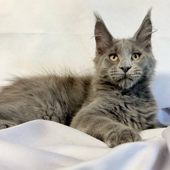 Maine Coon NOV Gatsby