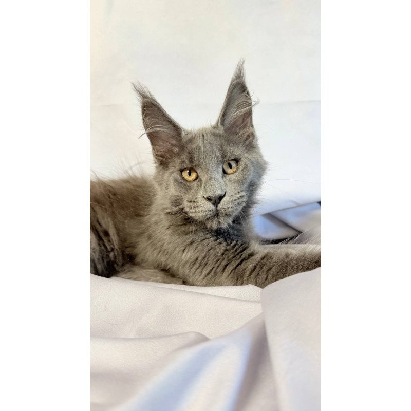 Maine Coon NOV Gatsby