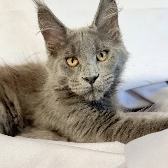Maine Coon NOV Gatsby