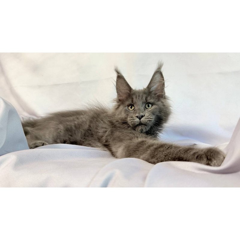 Maine Coon NOV Jazz