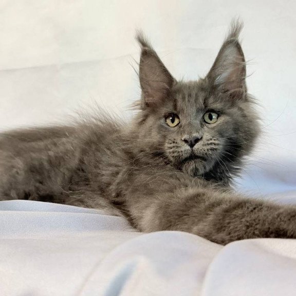 Maine Coon NOV Jazz