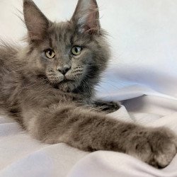 Maine Coon NOV Jazz