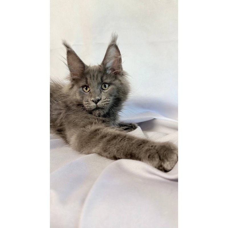 Maine Coon NOV Jazz