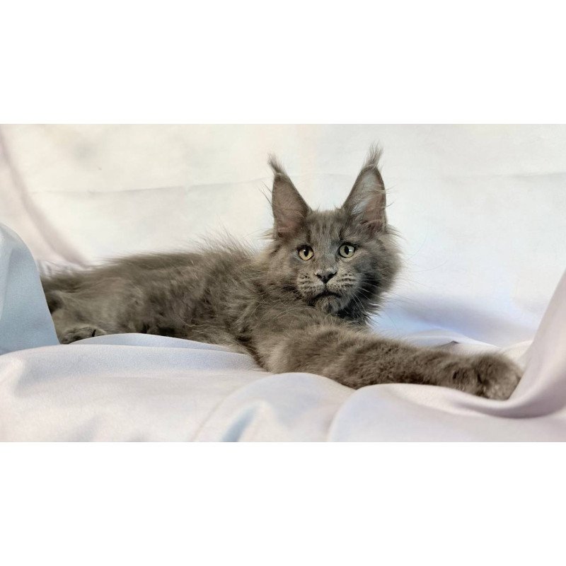 Maine Coon NOV Jazz