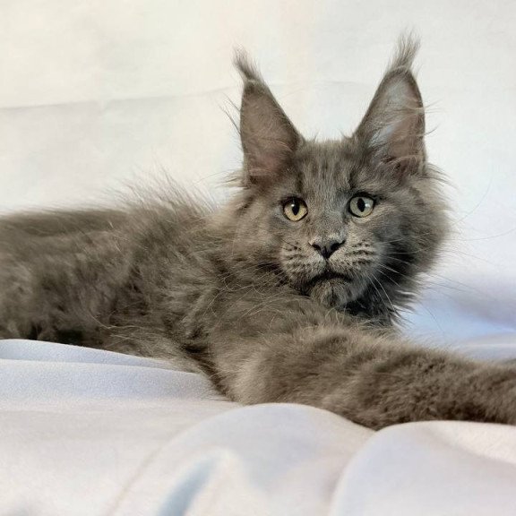 Maine Coon NOV Jazz