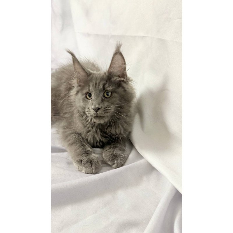 Maine Coon NOV Jazz