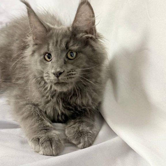 Maine Coon NOV Jazz